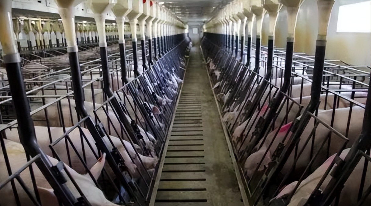 丹麦养猪为什么厉害,为什么丹麦是养猪大国之一