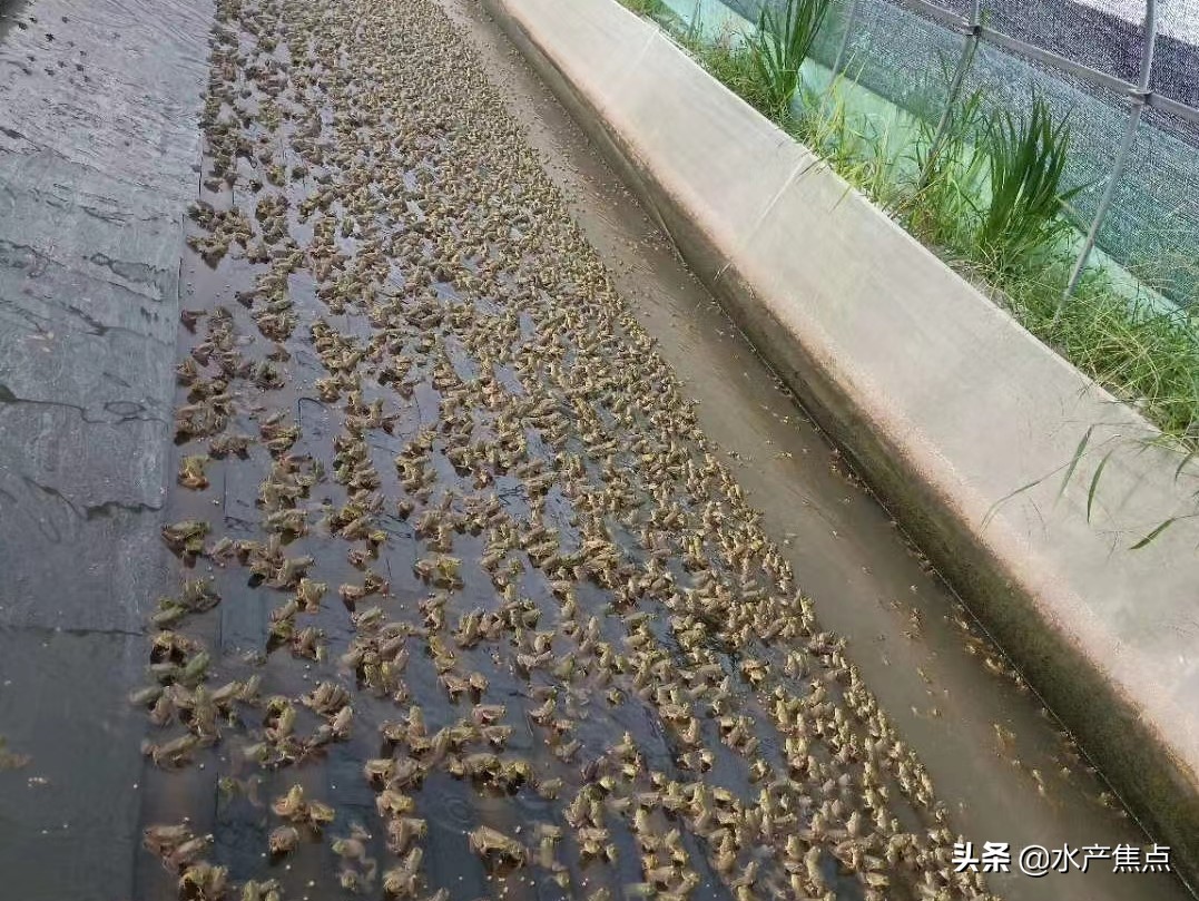 牛蛙肠胃炎的治疗方案,牛蛙急性肠胃炎