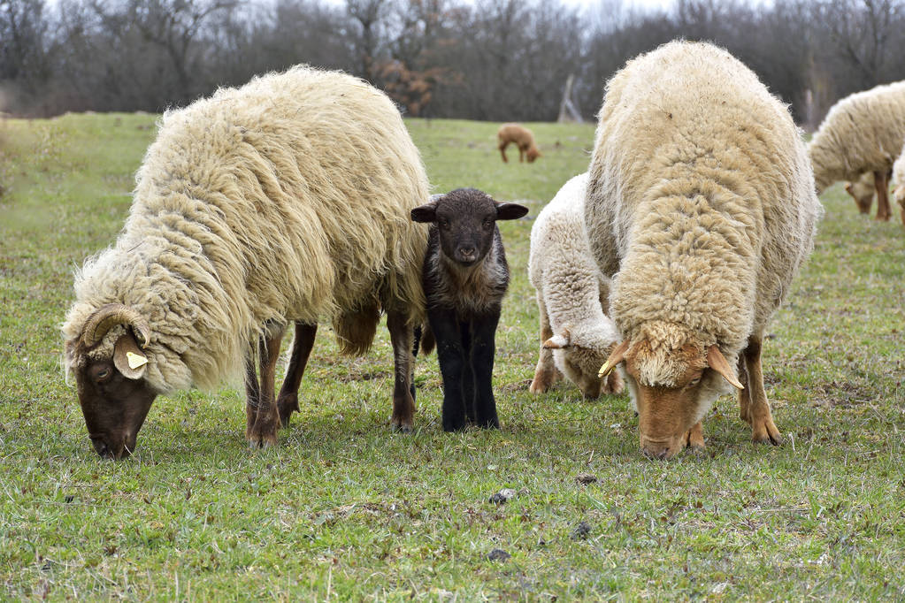 养100只羊一个月能赚多少钱,饲养500只羊一年能赚多少钱