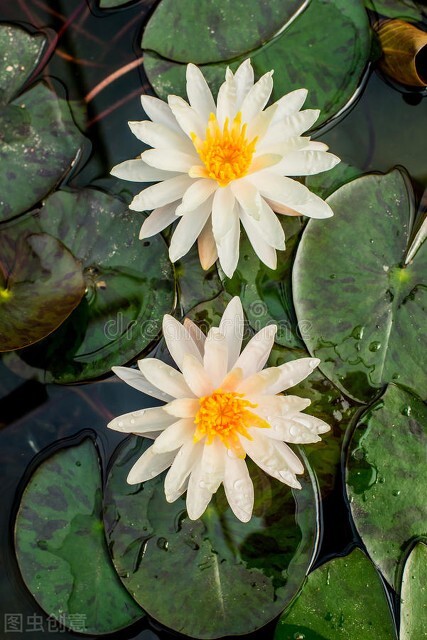 荷花图片禅意荷花,最美意境荷花图片大全