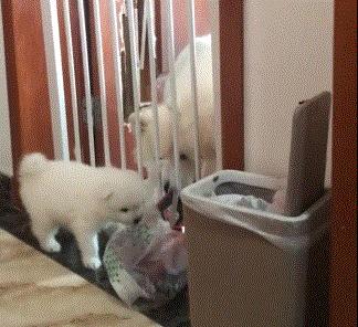 狗狗的6个坏习惯一定要及时纠正,哪种狗狗最可爱而且好养聪明