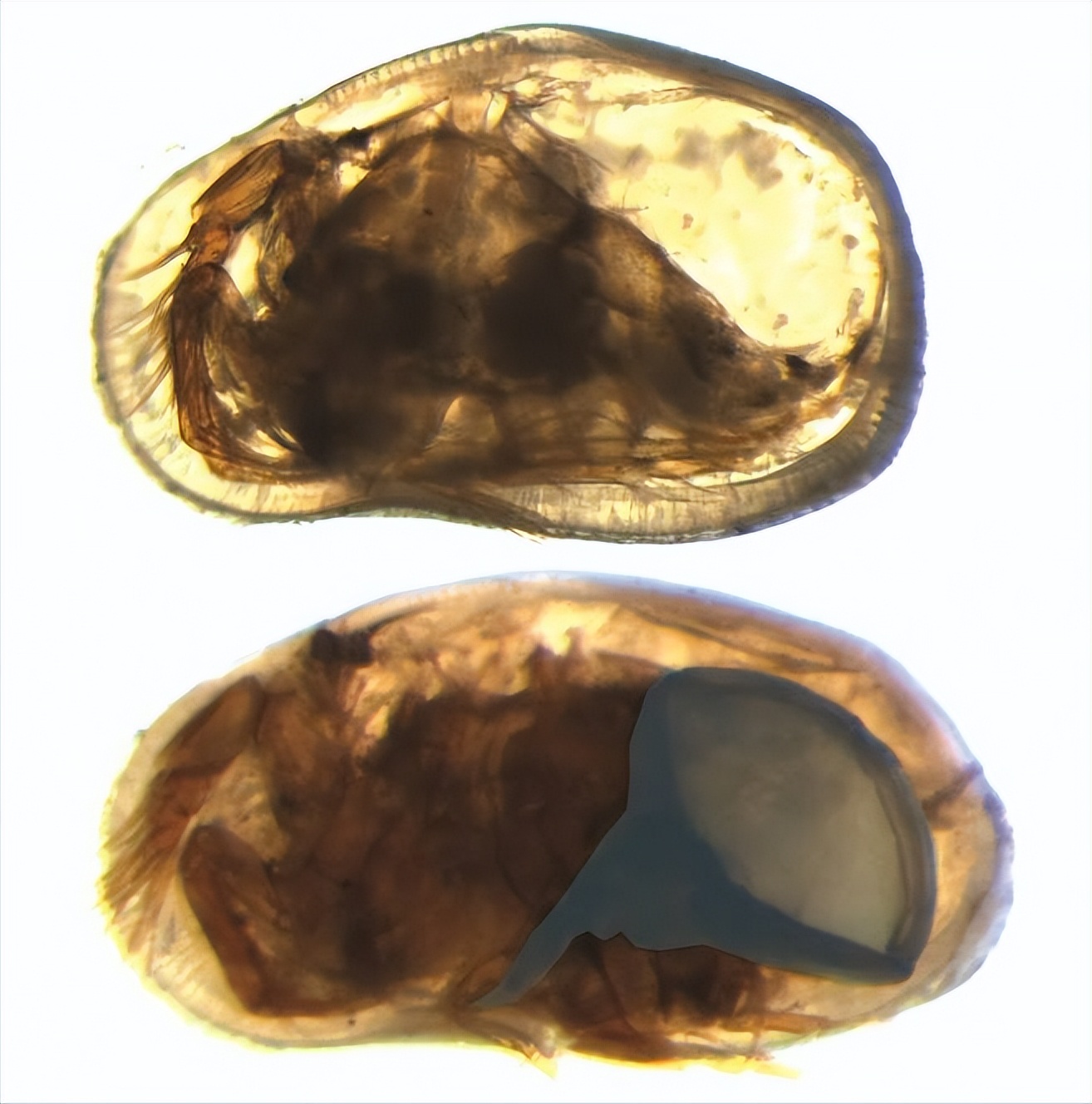 因基因变异快灭绝的动物,从远古到现在并未灭绝的动物
