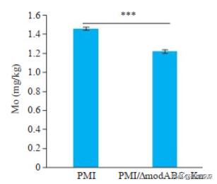 奇异性变形杆菌,奇异变形杆菌内源性感染