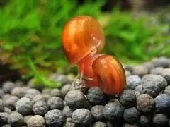 鱼缸里面长水藻怎么办,鱼缸里有水藻怎么处理