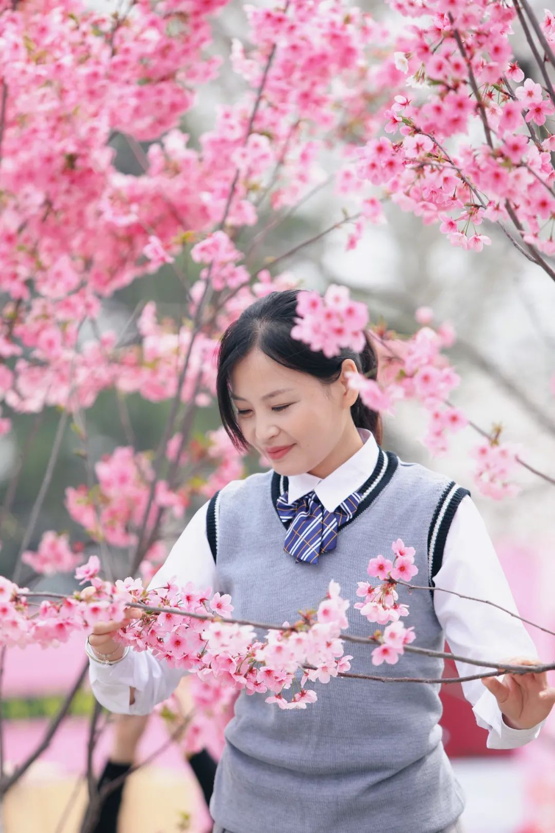 染井吉野樱花是什么樱花,大岛樱花和染井吉野樱的区别