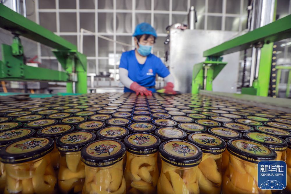 遵化市农产品加工,遵化农产品加工忙