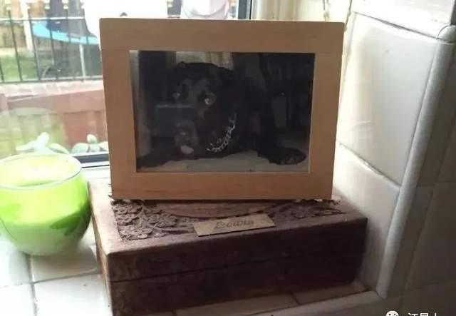 隔壁邻居偷了我家的狗,隔壁邻居偷我家狗