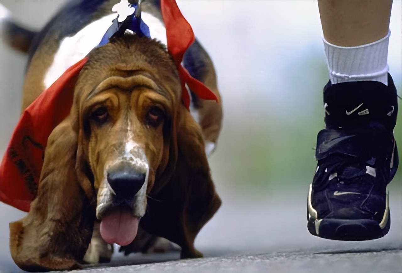 关于猫和老鼠你可能不知道的事,猫和狗为什么能相处得这么愉快