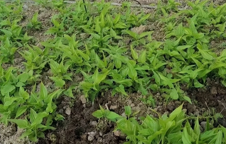 每天学一味中药百部,一味中药百部图片及功效