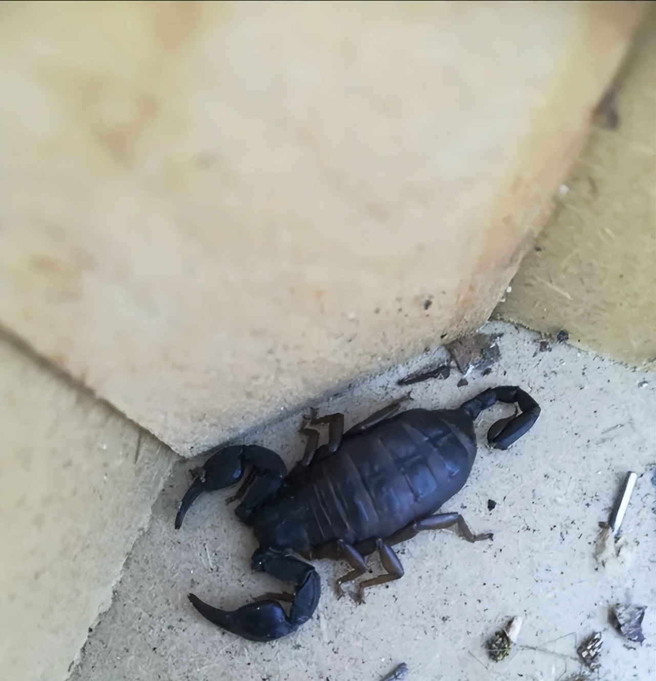 50个稀世珍宝,50个罕见的巨物让人惊叹