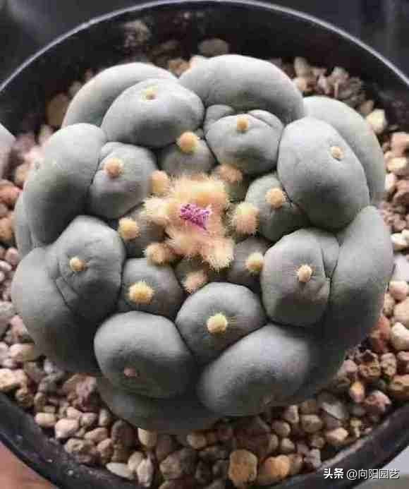 新手养什么仙人球,仙人球难养品种