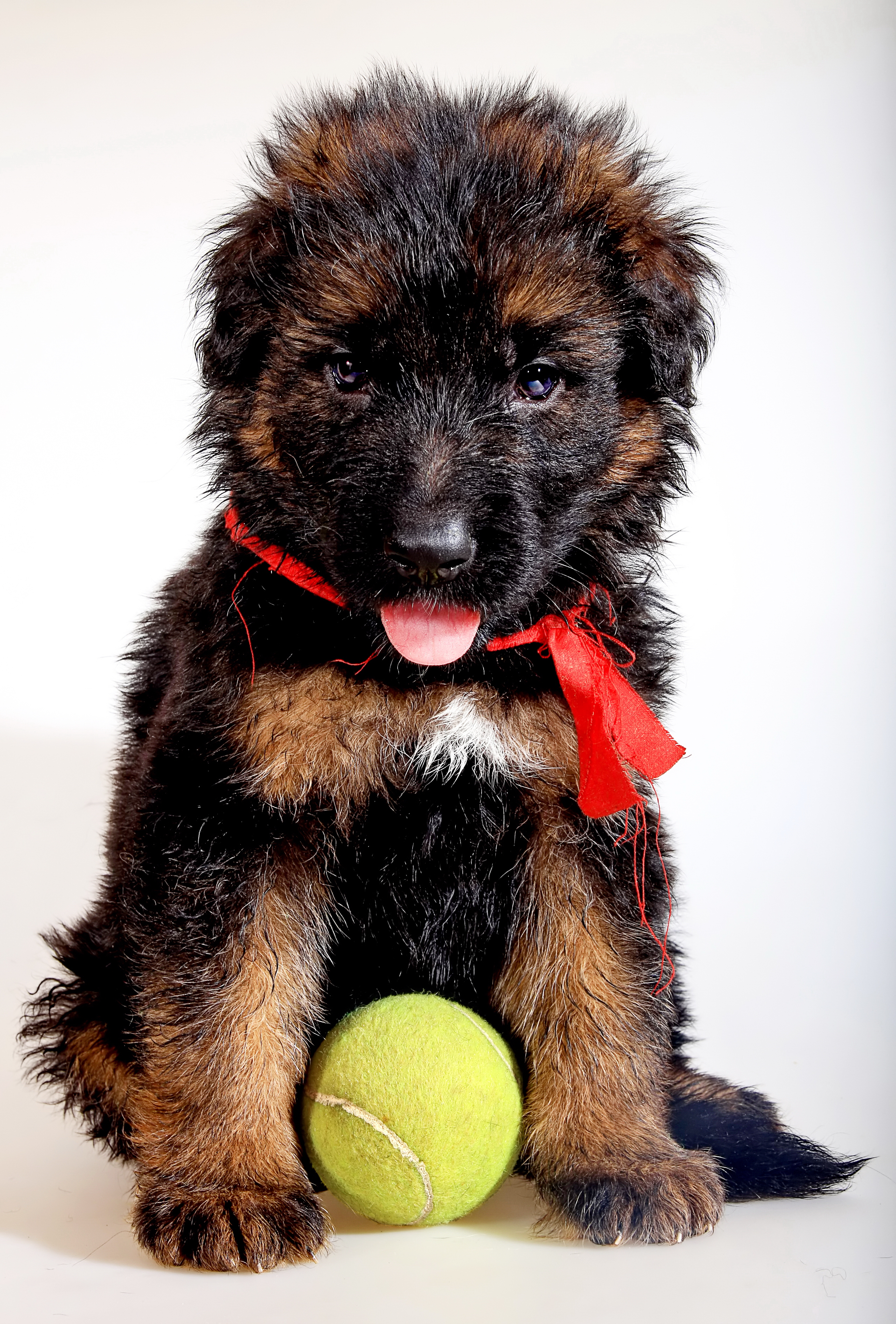 德牧养殖技术书籍大全,德牧饲养攻略