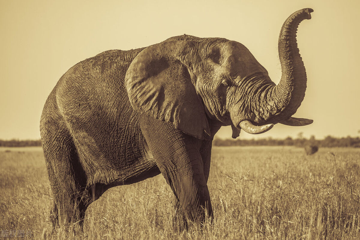 大象体型有多大,大象的真实体型