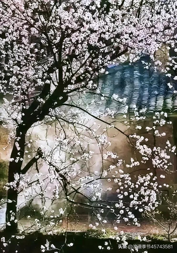 春暖花开日光倾城散文,春暖花开的季节散文