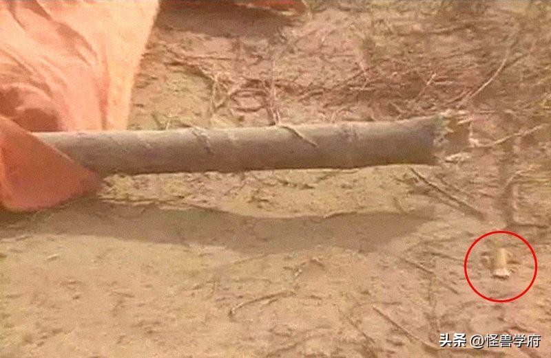 输血管跟电线杆都还能忍，但那个玩手机的，真拿观众当傻子不成？