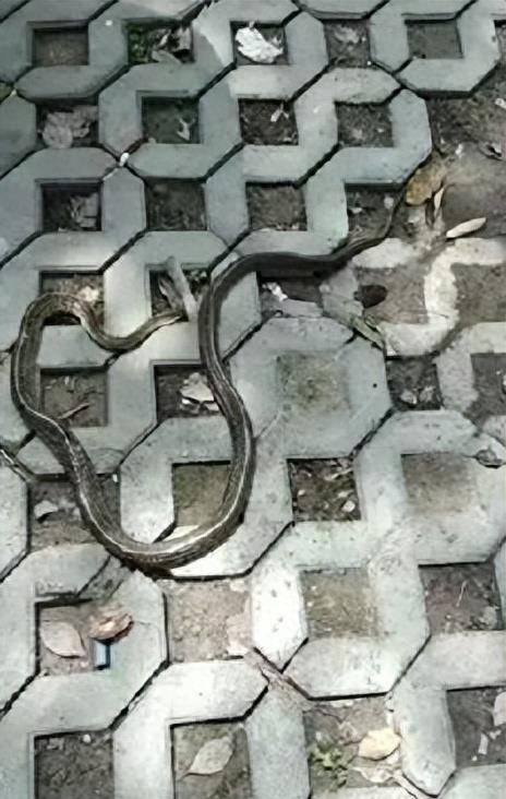 “蛇灭门”到底有多神奇？揭秘老人口中的杀蛇神器！