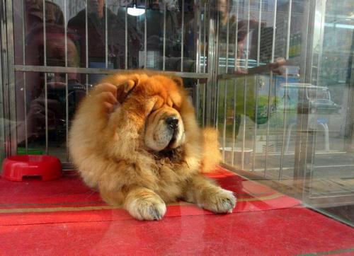 松狮犬怎么训练亲人,怎样养好松狮犬