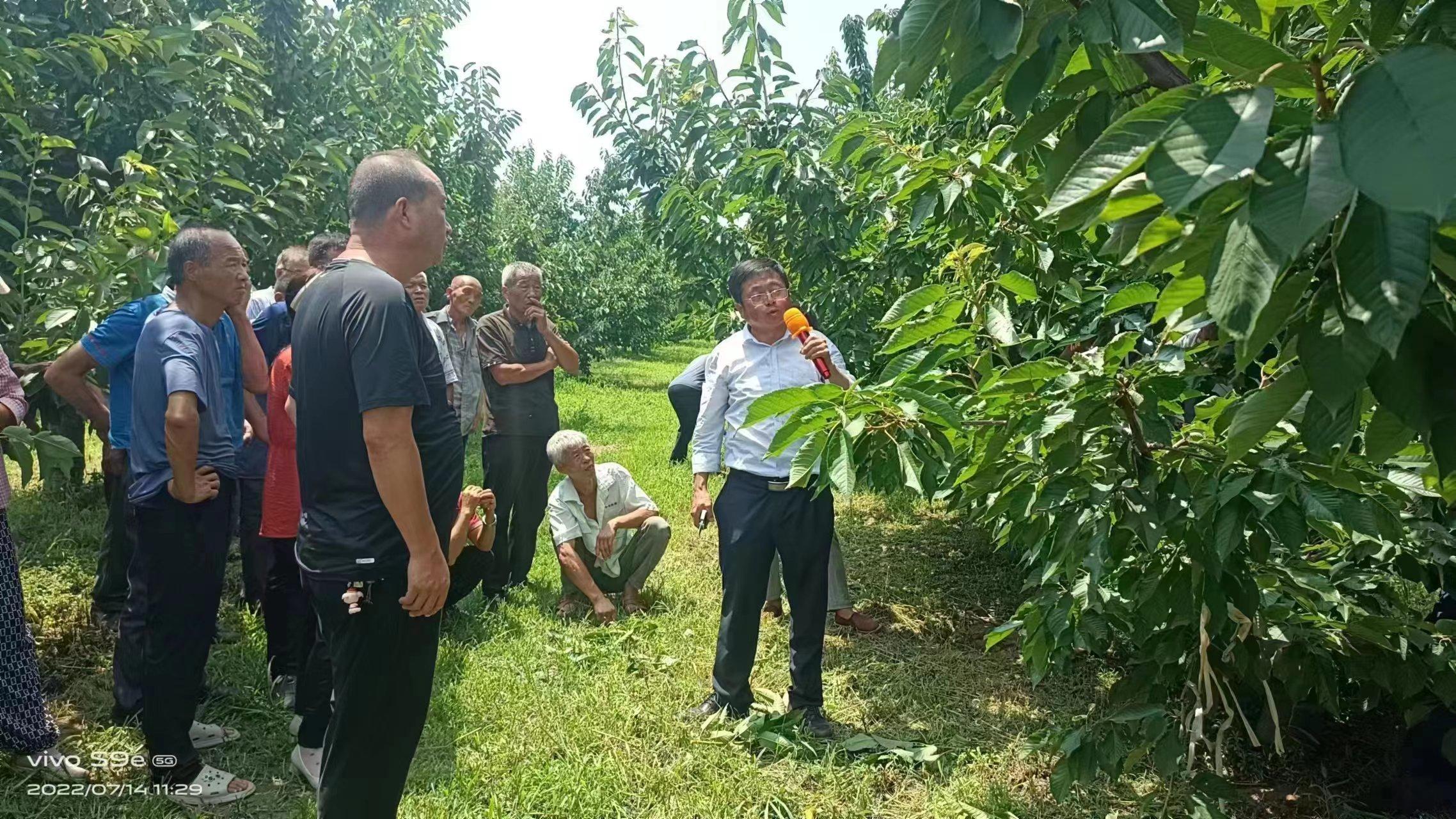 合阳党建引领五项行动,党建引领产业旺大樱桃铺就致富路