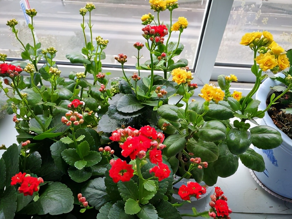 10种公认客厅最好养的花,适合客厅养的懒人花