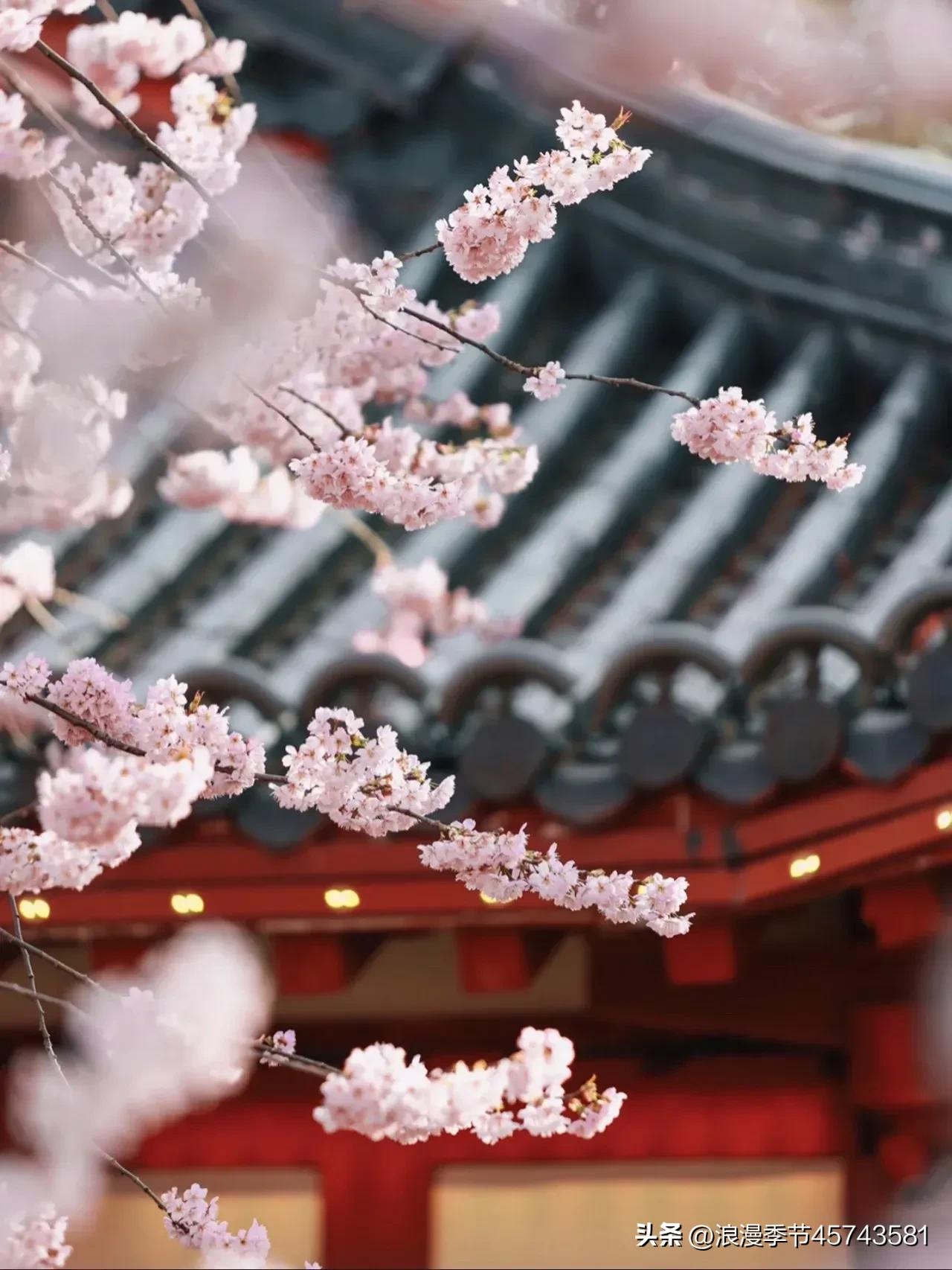 春暖花开日光倾城散文,春暖花开的季节散文