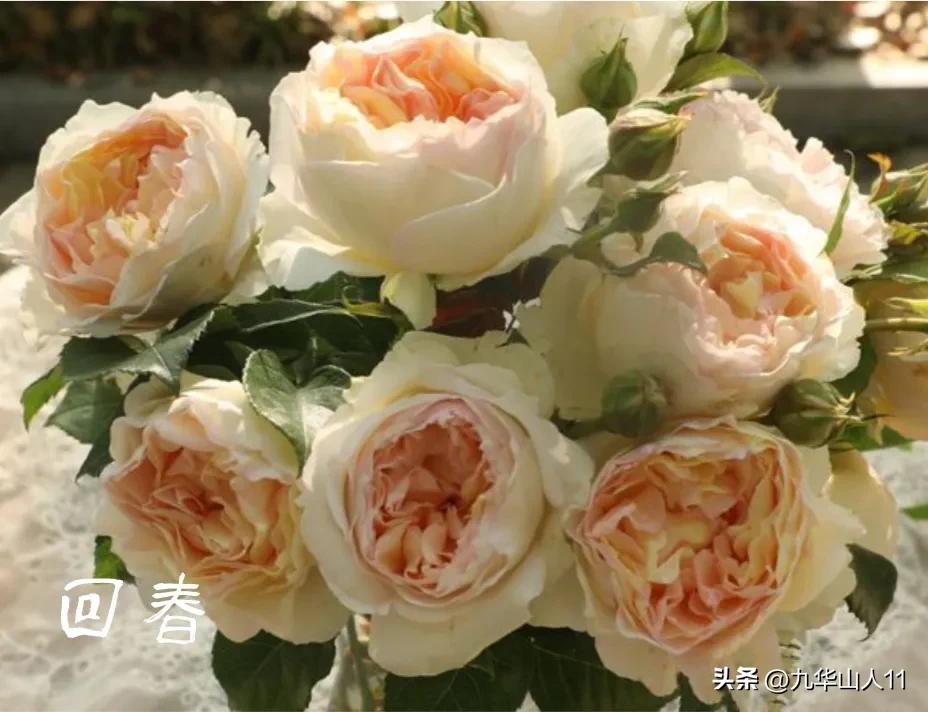 天狼无刺多头月季品种有哪些,天狼十大藤本月季排名