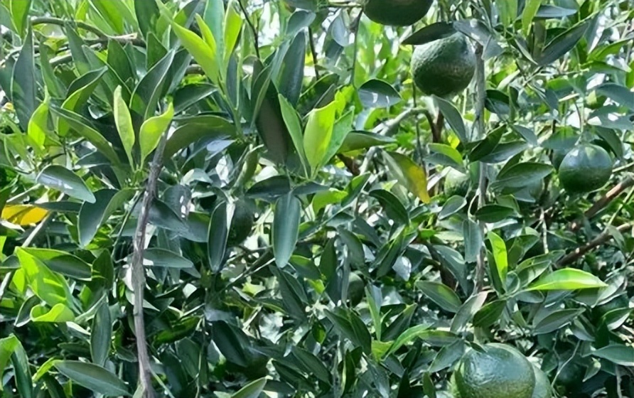 中药青皮,每日一味中药陈皮