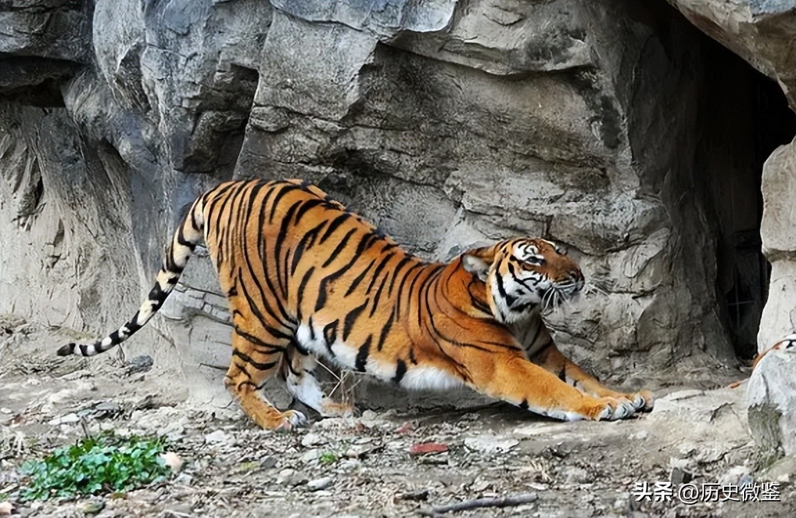 中国将5只华南虎放到非洲草原，繁衍15只后，为何迟迟不回中国