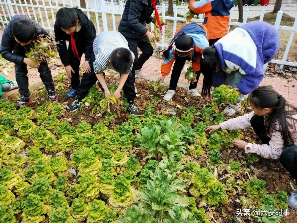 一枝独秀不是春百花齐放春满园——六安市丰安小学全面开启课后延时个性化课程
