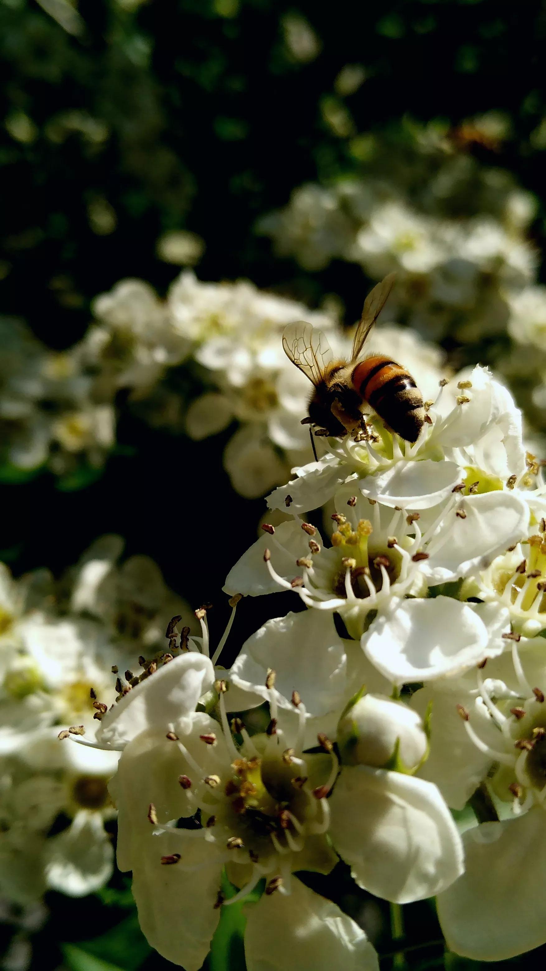 小小蜜蜂采蜜忙,小蜜蜂采蜜忙下一句