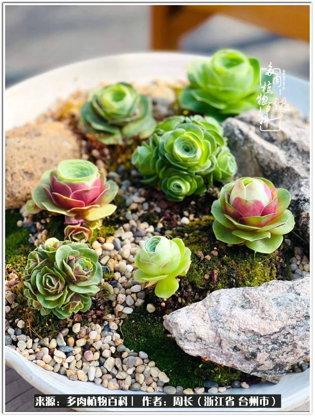 云南树脂粘土多肉组合拼盘创意,多肉拼盘的五个要点是什么