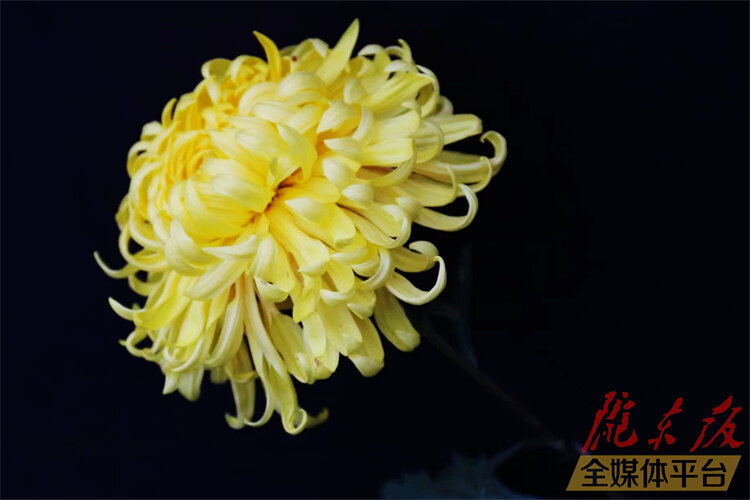 寒花已开尽菊蕊独盈枝的意思,寒花开已尽菊蕊独盈枝杜甫