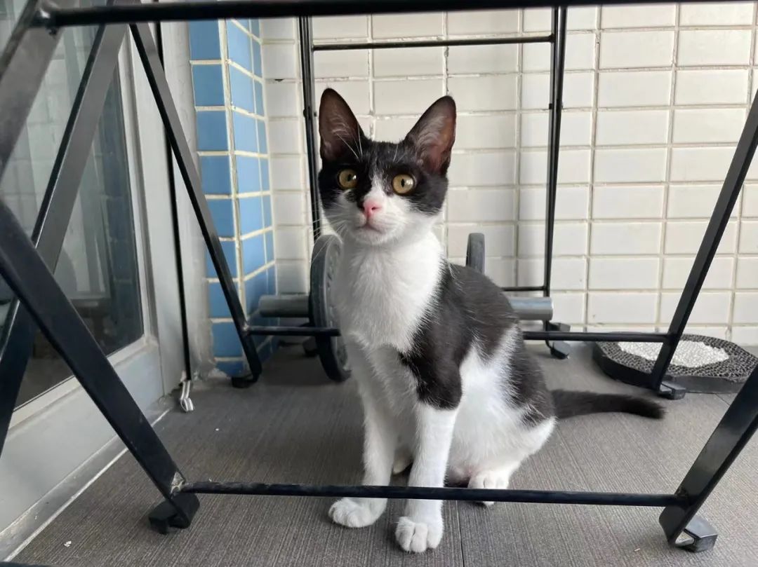 狗巴迪勇士赛程,狗巴迪勇士赛是赛级犬吗