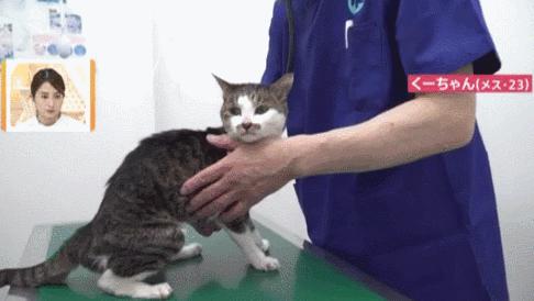 日本让猫咪寿命翻倍的药,aim蛋白可以让猫咪长寿吗