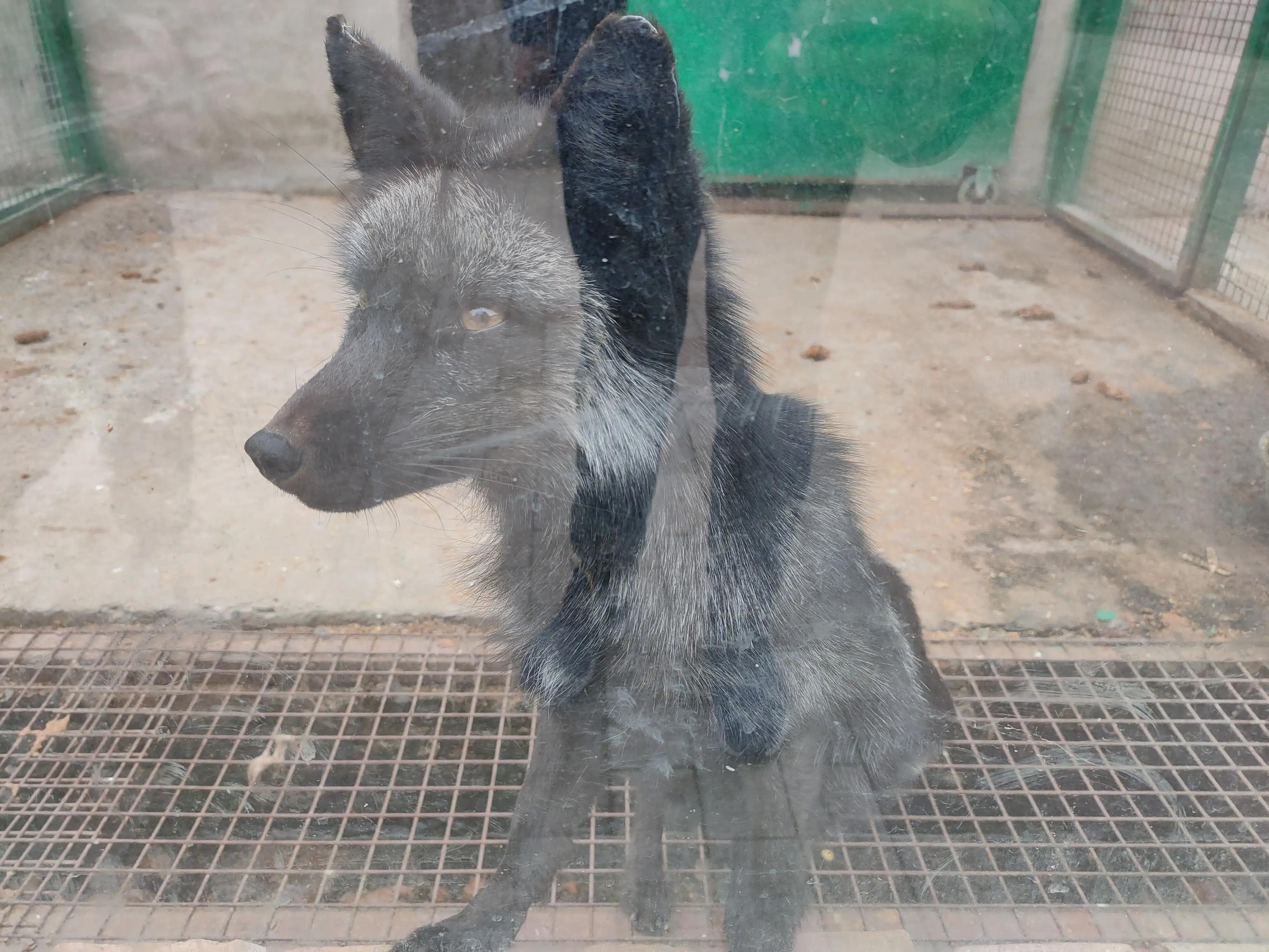 游动物园作文450字,游动物园有感作文