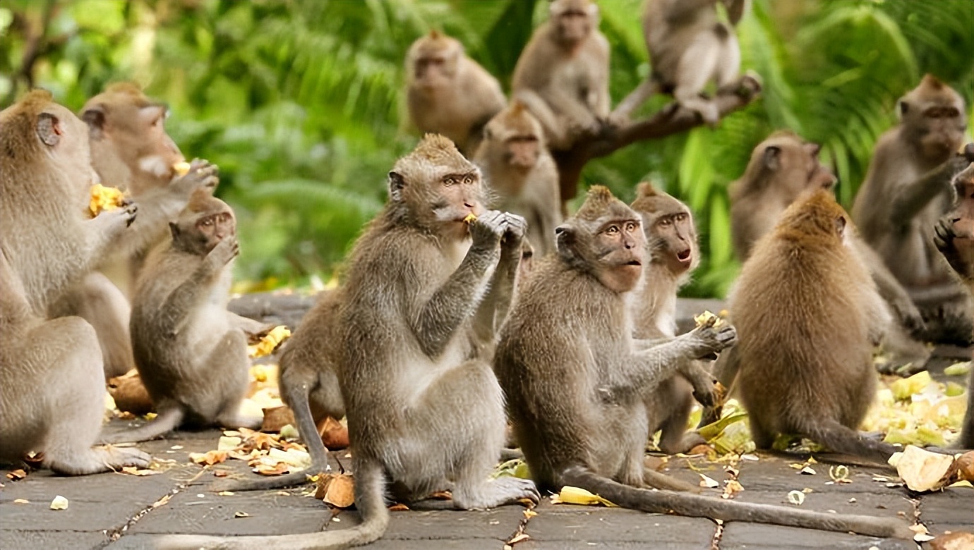 动物园全部被虎王咬死的故事,动物世界雄狮咬死鬣狗首领