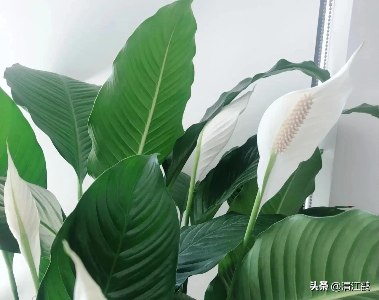 白鹤芋不开花别急着扔,“5步骤”矫正养护,叶子油绿花开不断