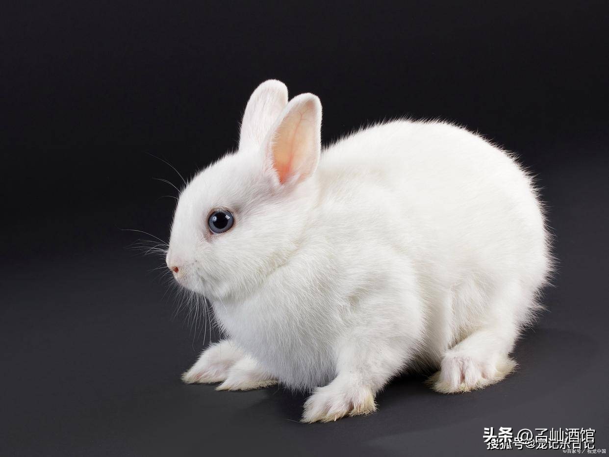 兔子打喷嚏是什么原因,兔子打喷嚏流鼻涕用什么药