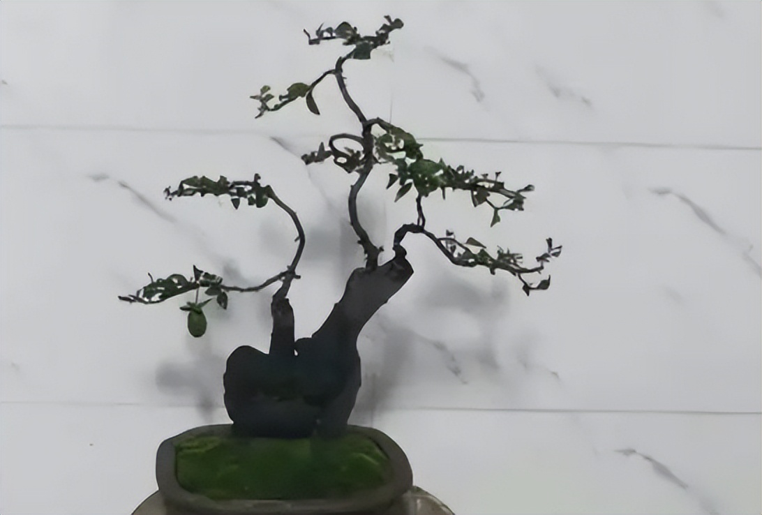 金弹子公母花不同步怎么办,金弹子不开花怎么分公母