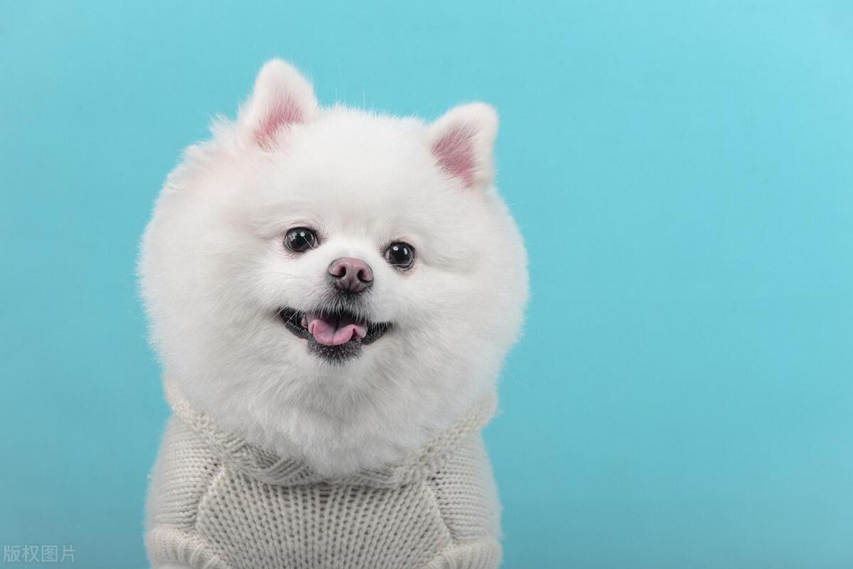 女生最适合养的暖男狗,女生养什么样的狗狗最好