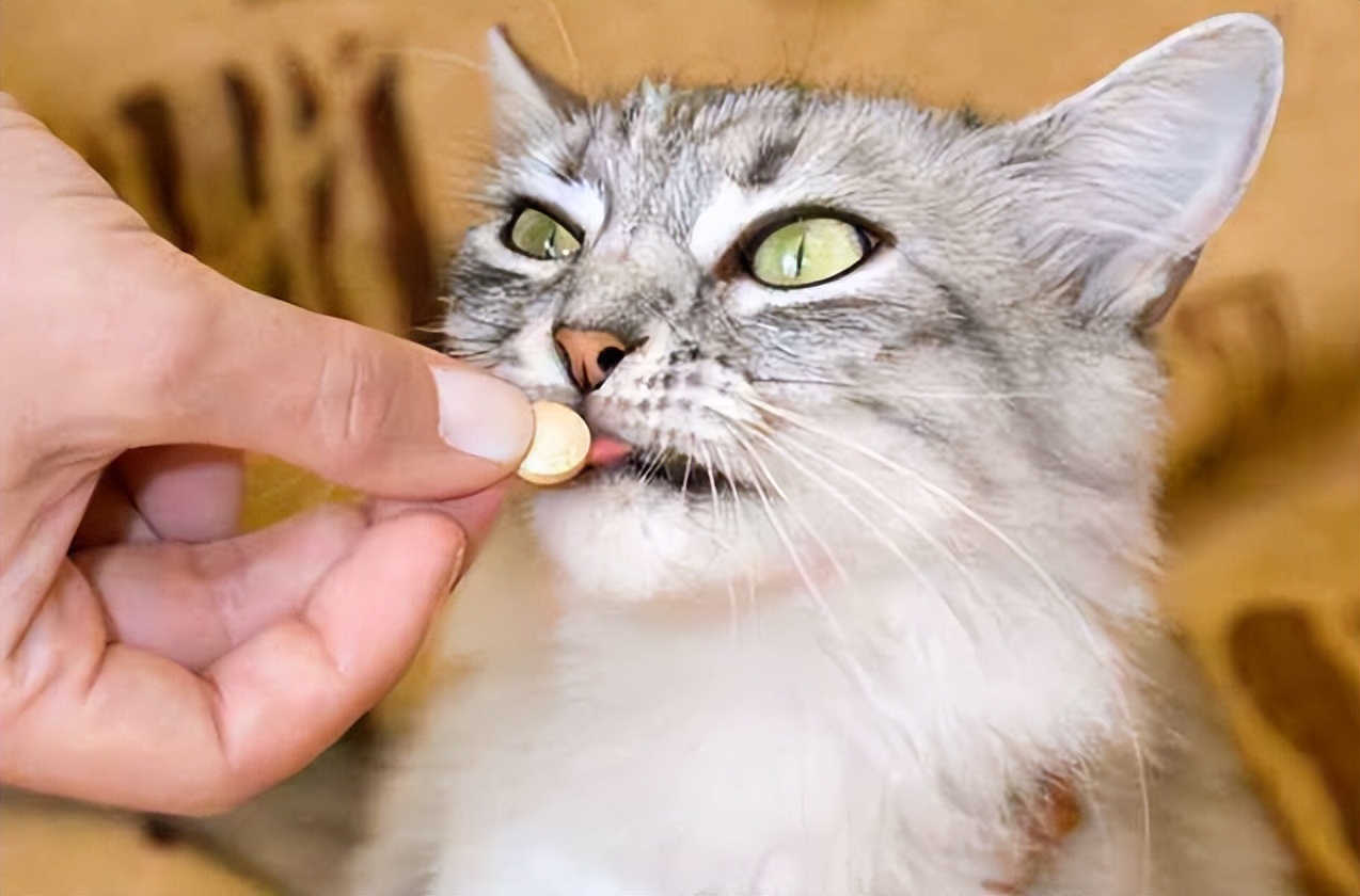 猫拉稀什么颜色体现猫瘟症状,猫拉稀带血便怎么治疗