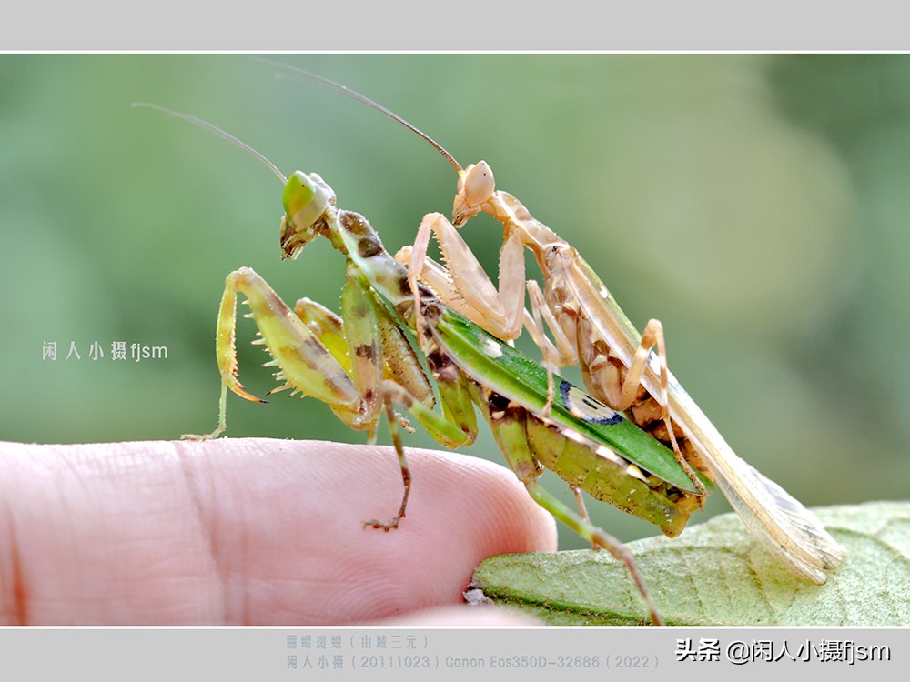 近距离拍摄昆虫小动物,常见昆虫微距摄影活动