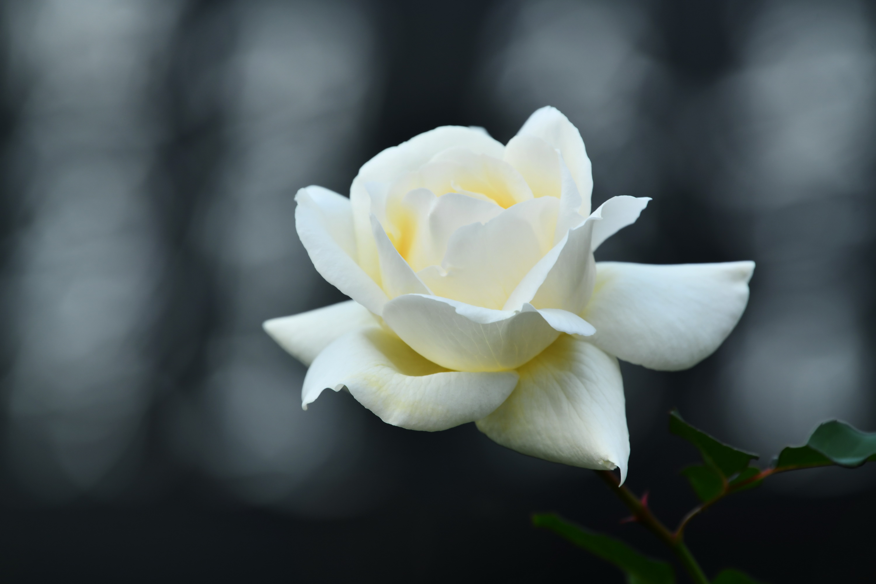 广州市番禺区宝墨园攻略,广州宝墨园景观