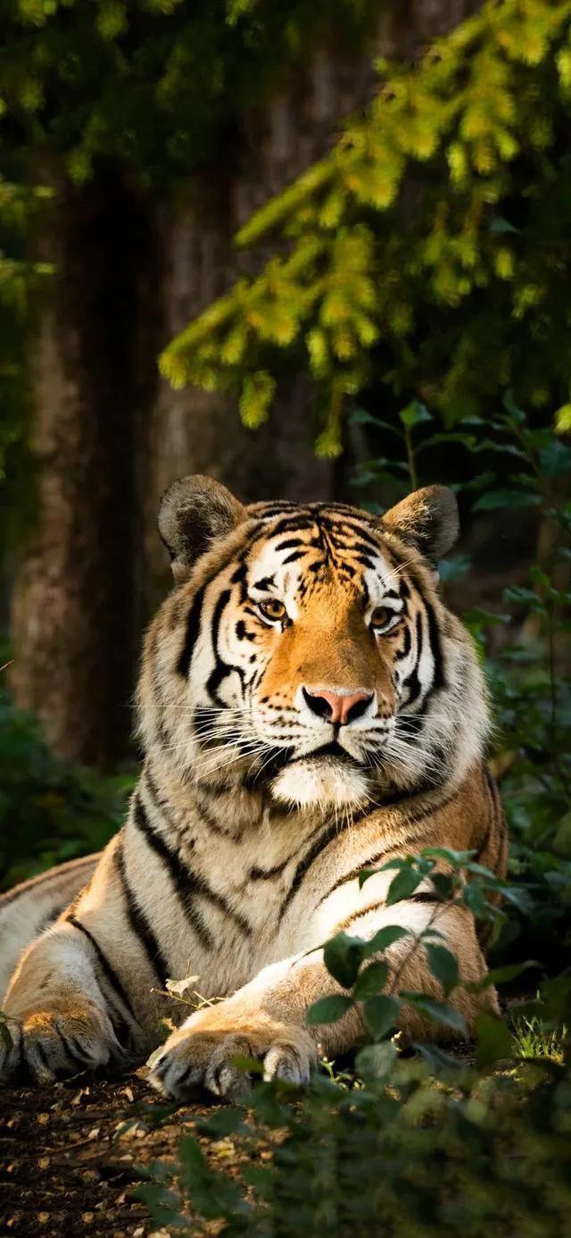 戏说老虎图文杂汇