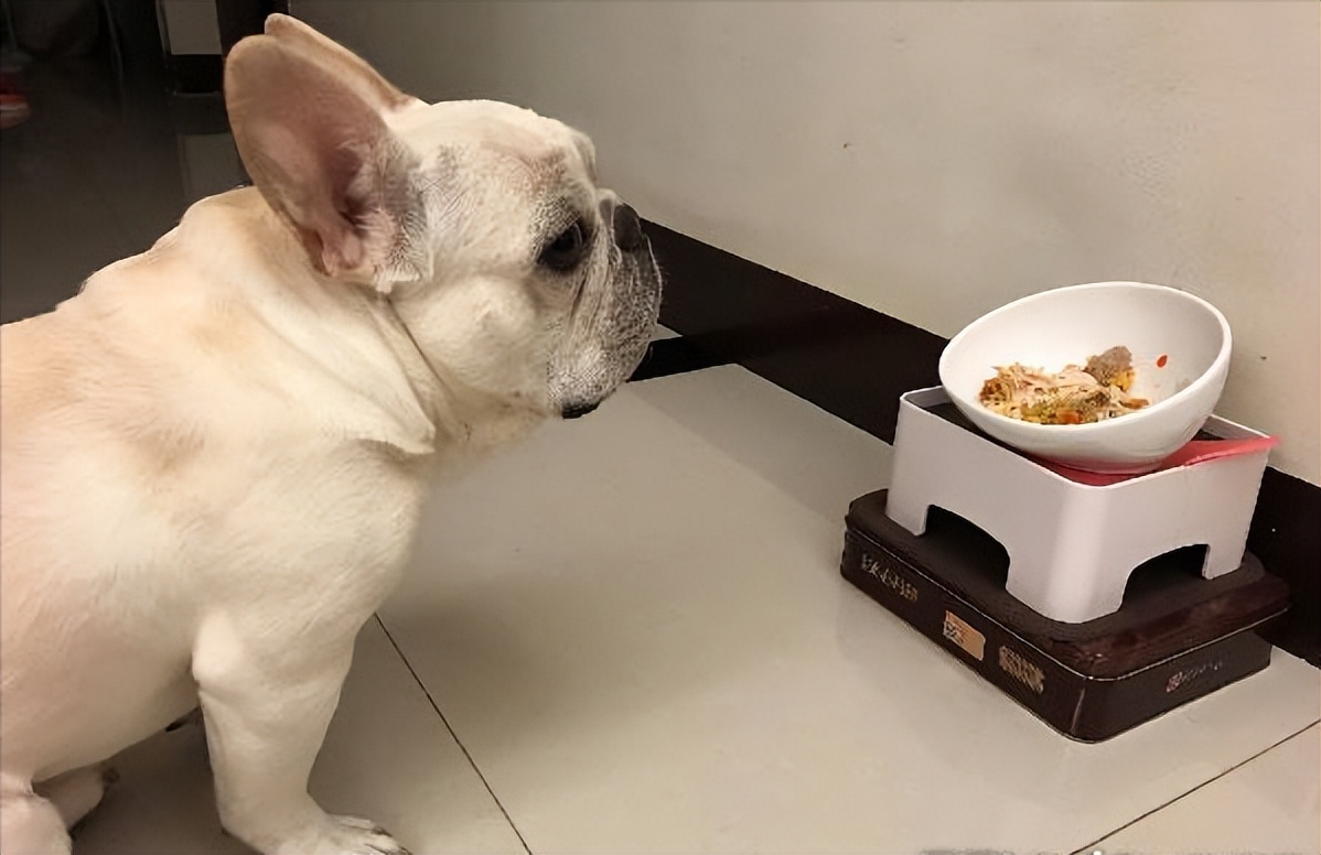 法斗为什么不招狗待见,法斗为何不招其他狗待见