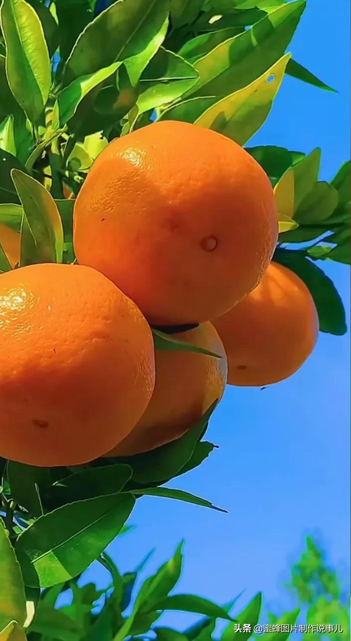 丰富美味的水果壁纸,甘甜适口的美味水果壁纸图片