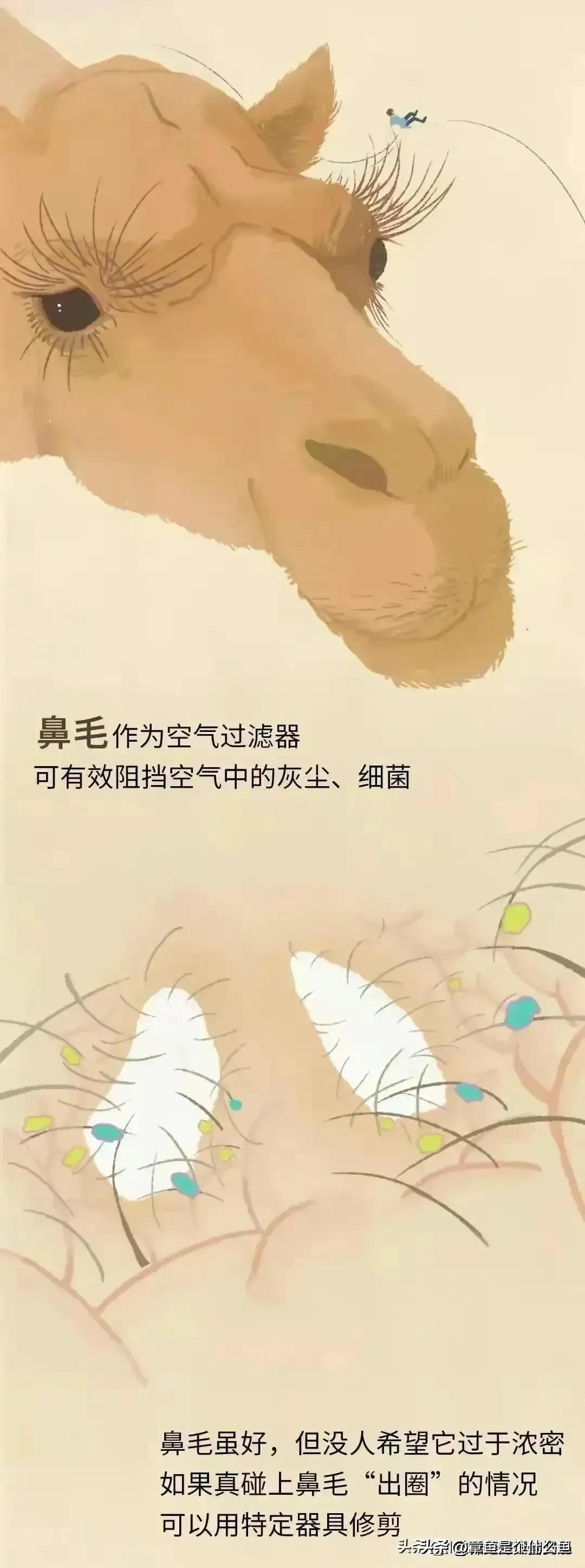 人类的毛发为什么是鳞片状,人类体毛退化原因揭秘