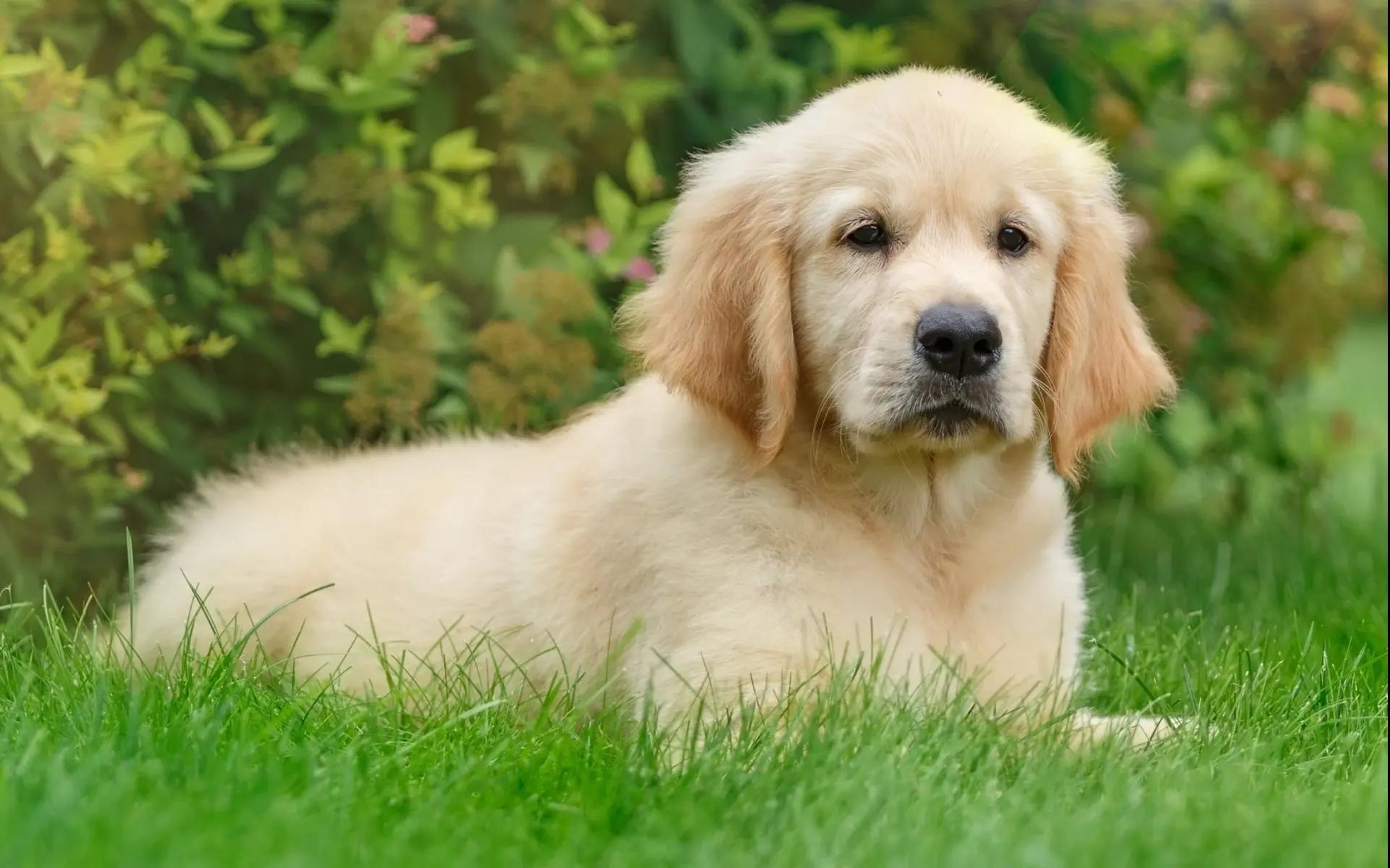 养狗不咬人的5大忌,金毛狗可以多久不吃不喝