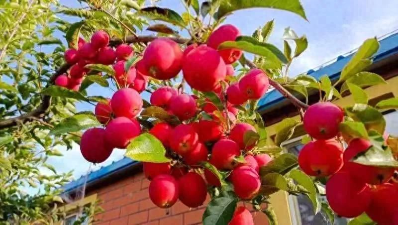 石家庄鸡心果,石家庄鸡心果几月份能长大