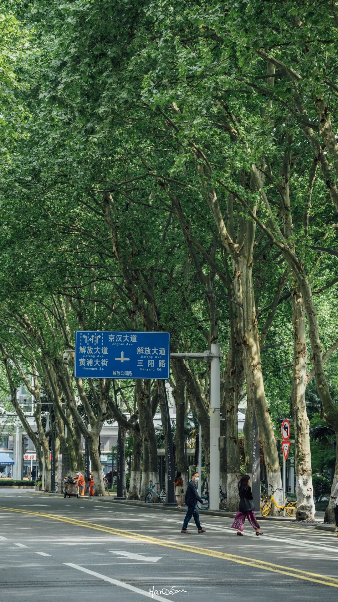 梧桐絮和石楠花,极限二选一