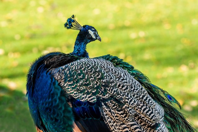 现在的养殖业什么最有发展前途,现在农村养殖业什么前景最好